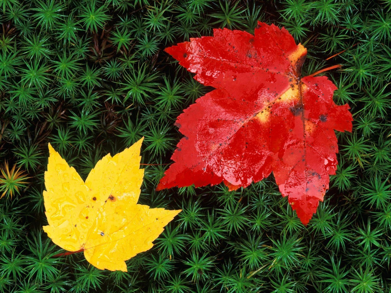 Autumn leaves on moss