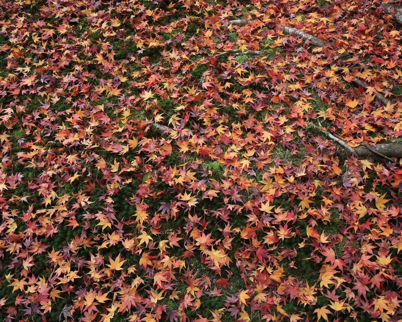 Autumn leaves on moss