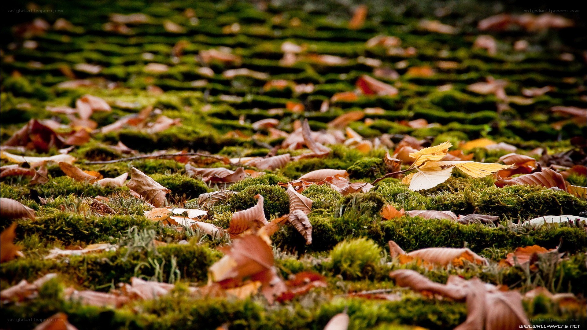 autumn leaves on moss