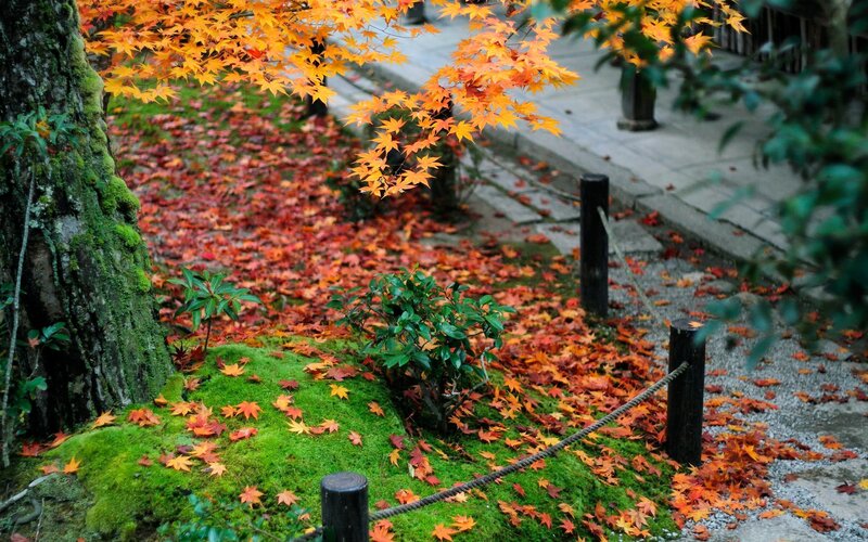 Autumn Leaves on Moss — Orange