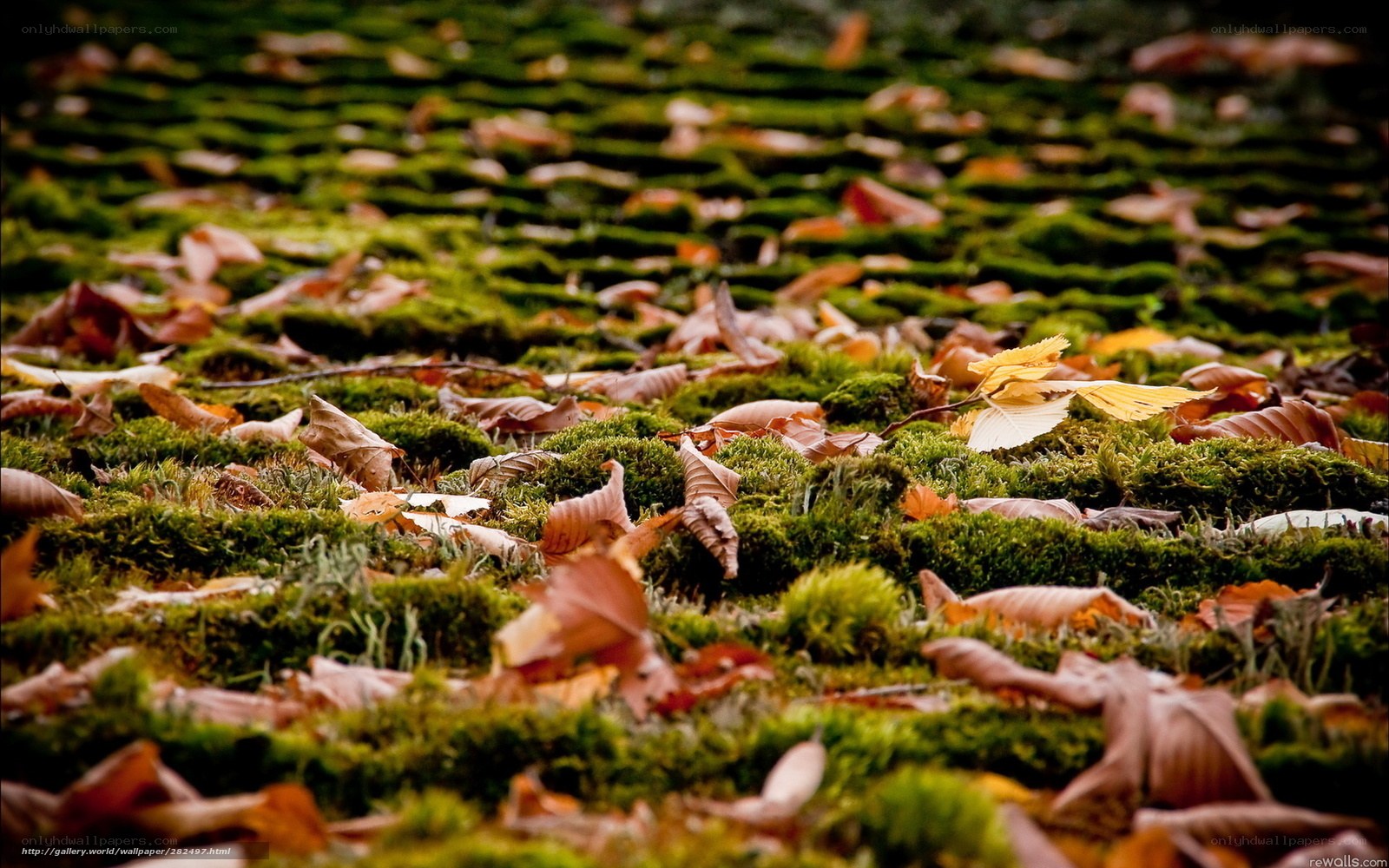autumn leaves on moss