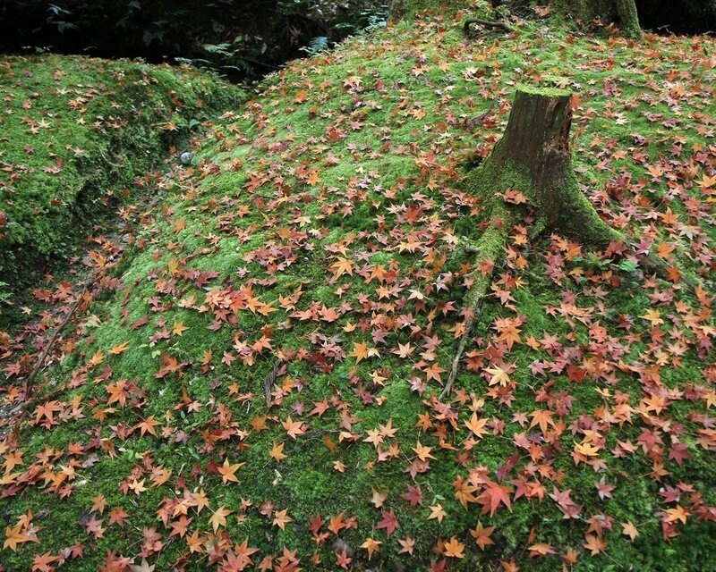 Autumn leaves on mossy ground