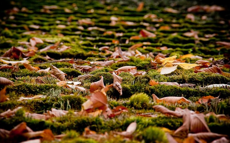 Autumn leaves on mossy ground