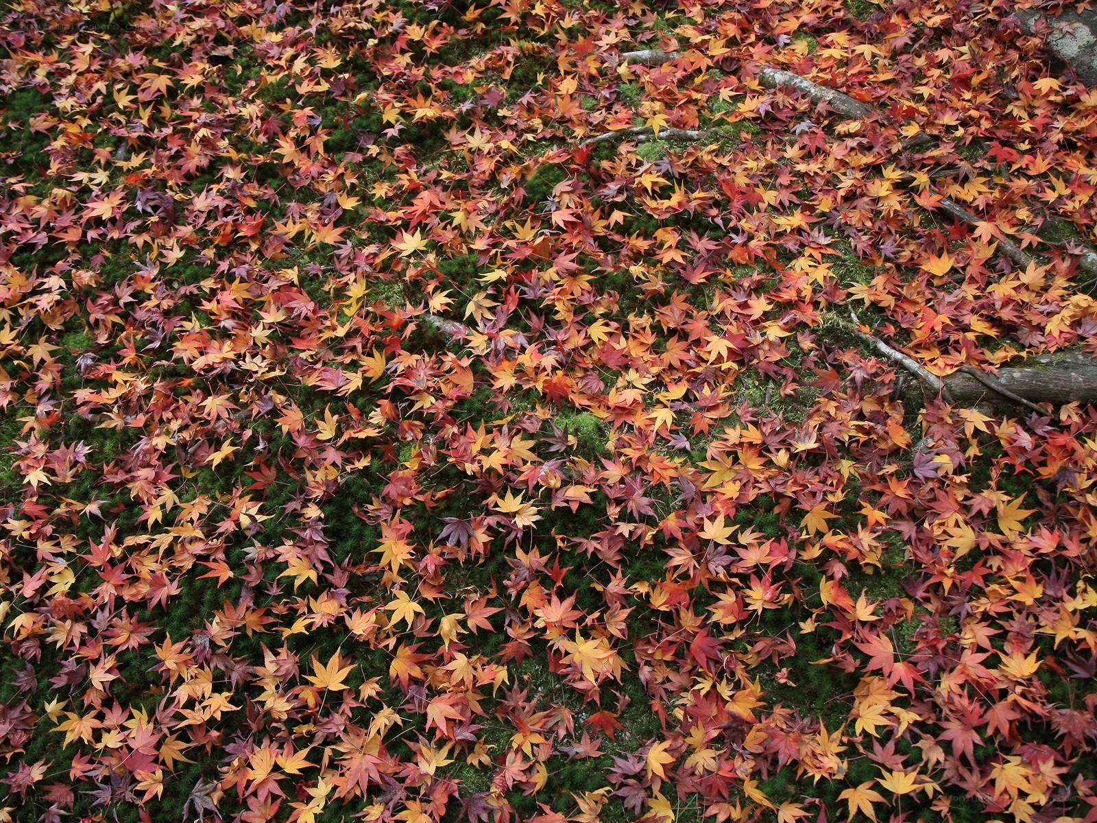autumn leaves on mossy ground