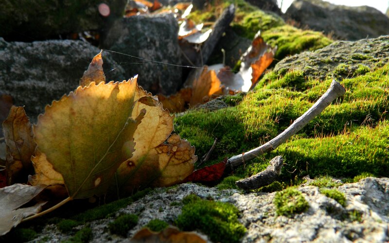 Autumn leaves on mossy rocks
