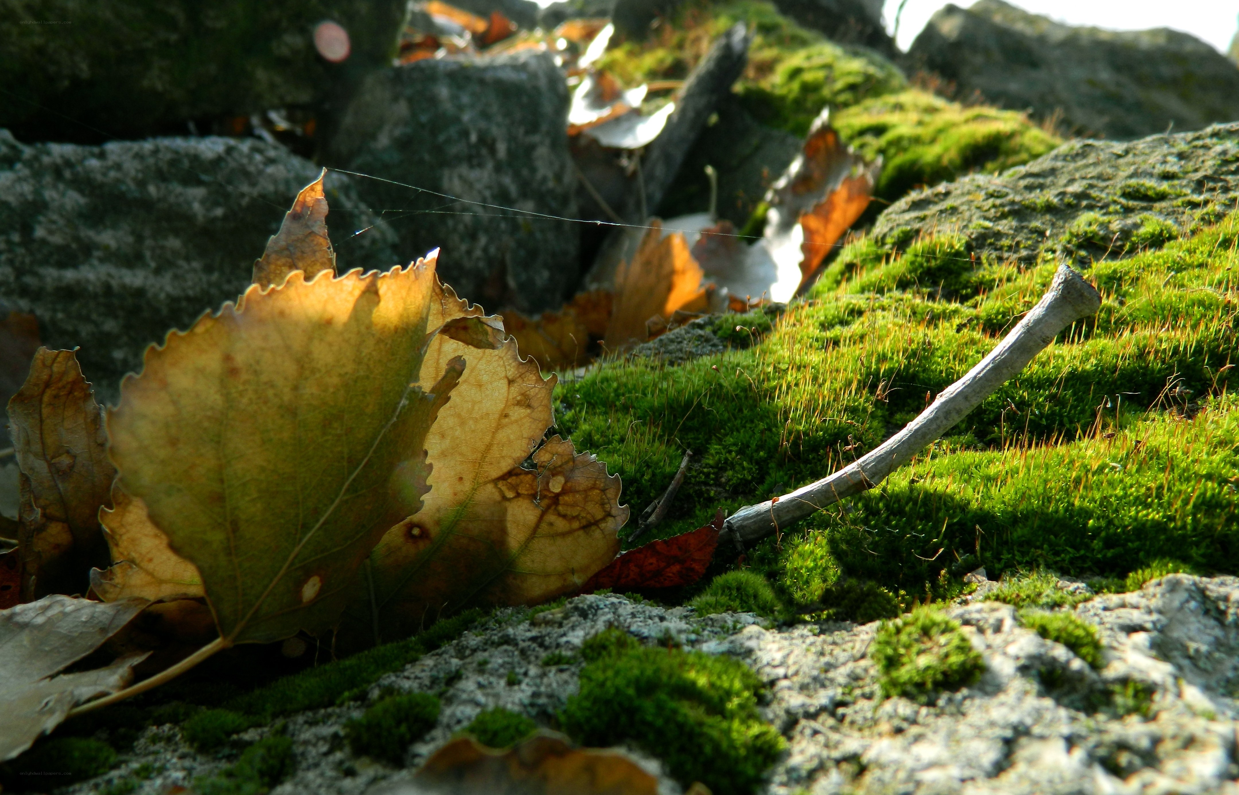 Autumn leaves on mossy rocks