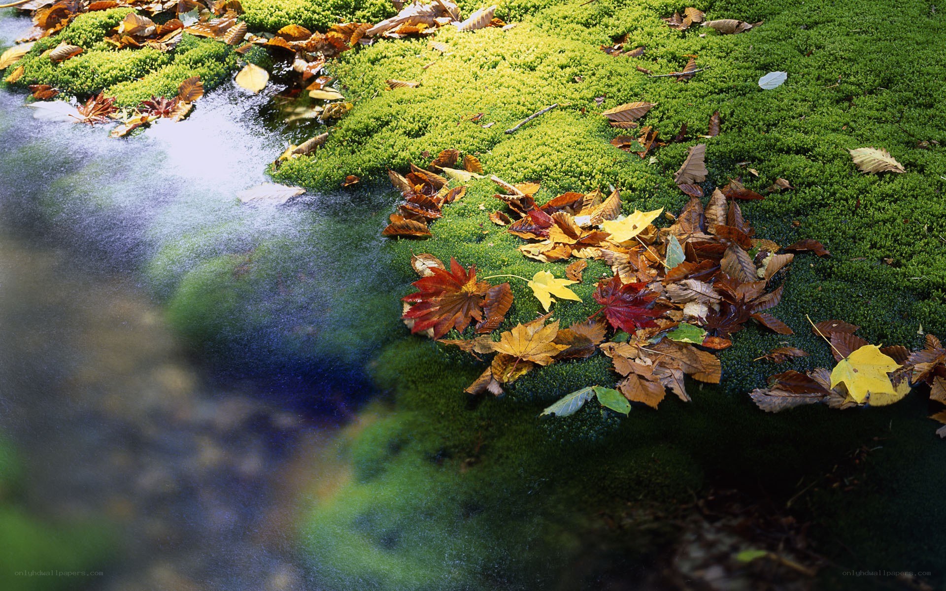Autumn leaves on mossy stream