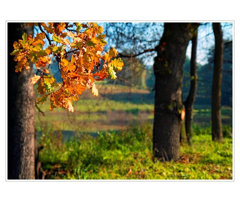 Autumn Leaves on Oak Branch