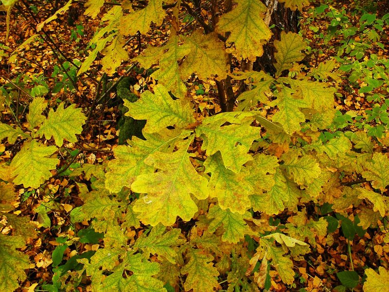 Autumn leaves on oak branches