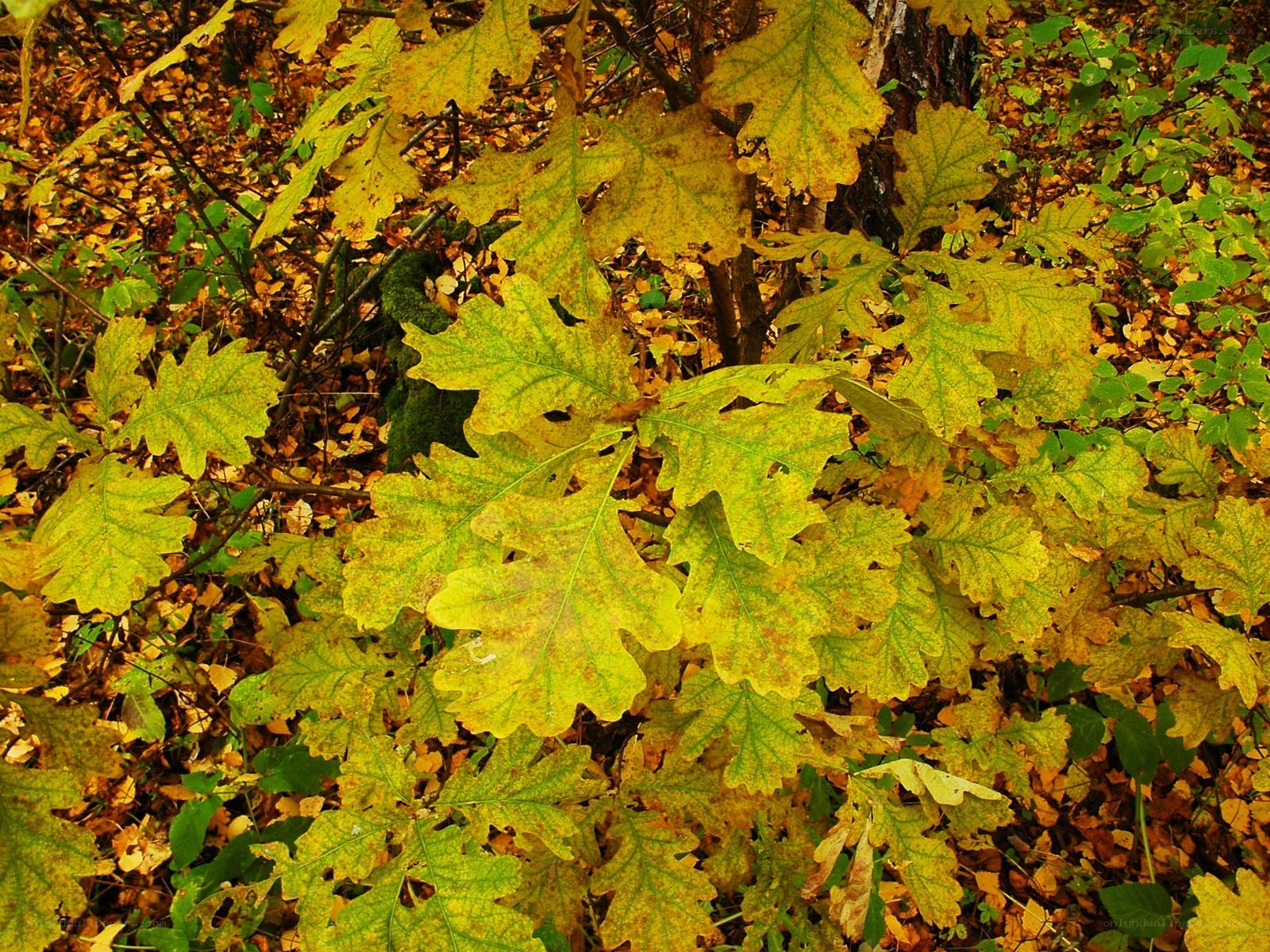Autumn leaves on oak branches