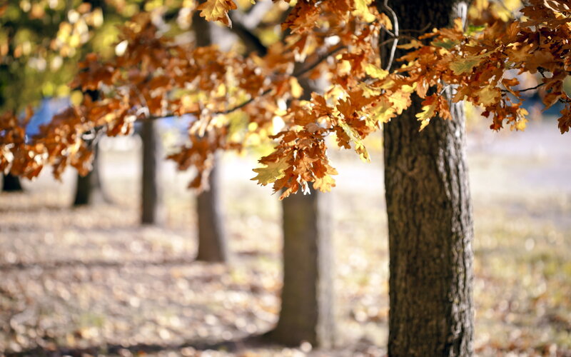 Autumn Leaves on Oak Tree — Brown
