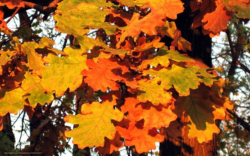 Autumn leaves on oak tree