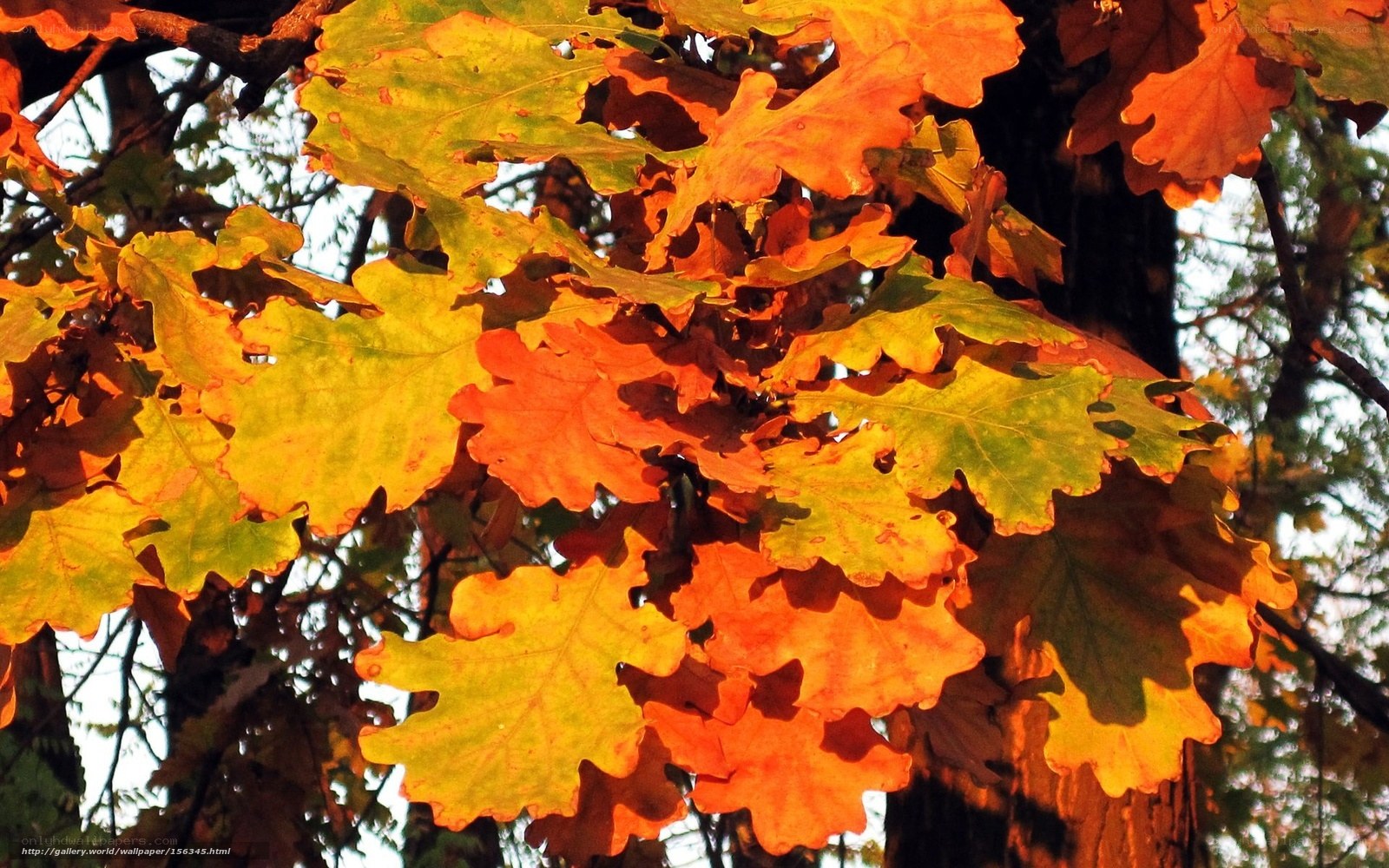 Autumn leaves on oak tree