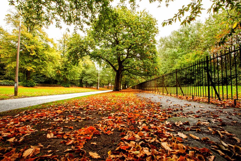 Autumn Leaves on Path — Brown