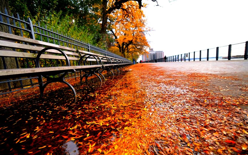 Autumn Leaves on Path — Orange, Serene, Photograph
