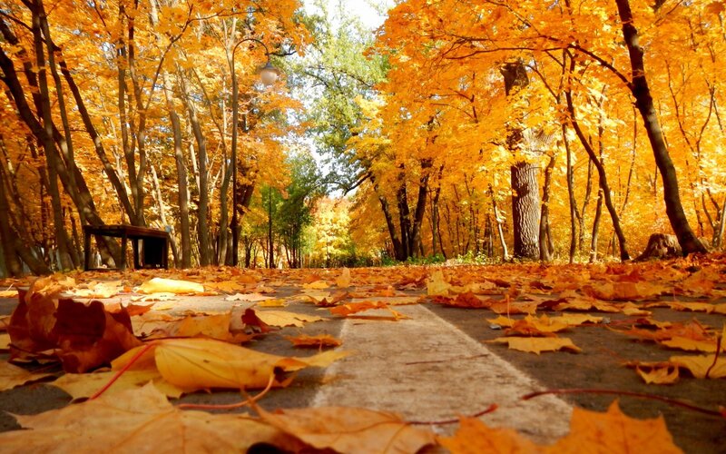 Autumn Leaves on Path — Orange, Serene, Photograph, Trees, Bench