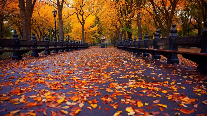 Autumn Leaves on Path — Orange, Serene, Photograph, Trees, Benches, Lampposts