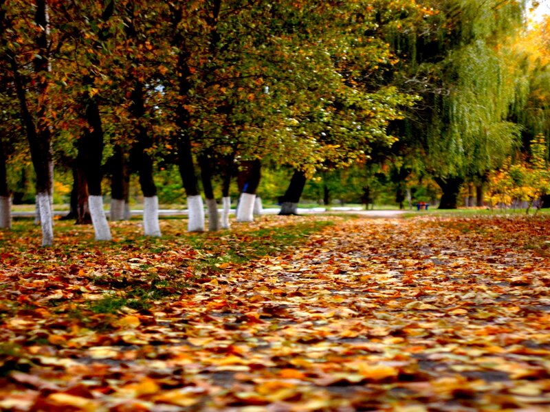 Autumn Leaves on Path — Orange, Serene, Photograph, Trees, Grass