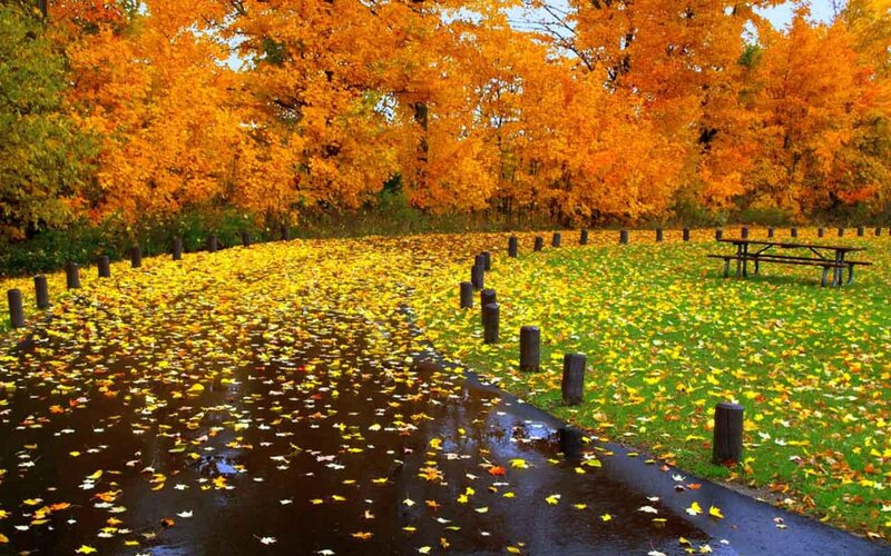 Autumn Leaves on Path — Orange, Serene, Photograph, Trees, Picnic Table