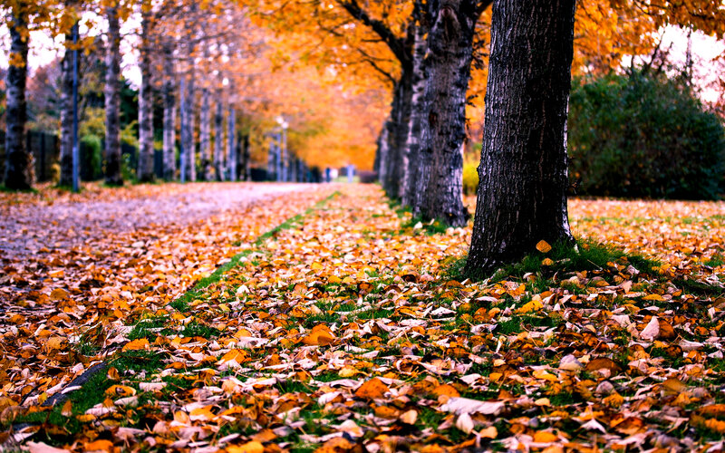 Autumn Leaves on Path — Orange, Serene, Photograph, Trees
