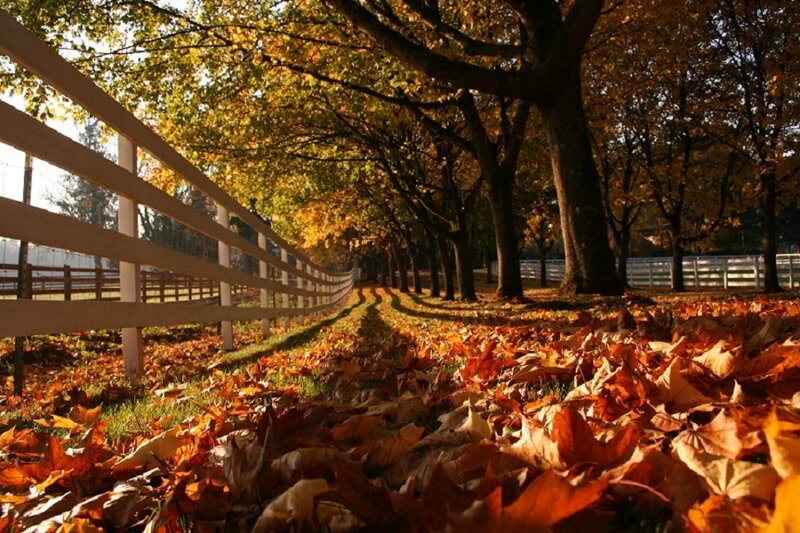 Autumn Leaves on Path — Orange, Serene