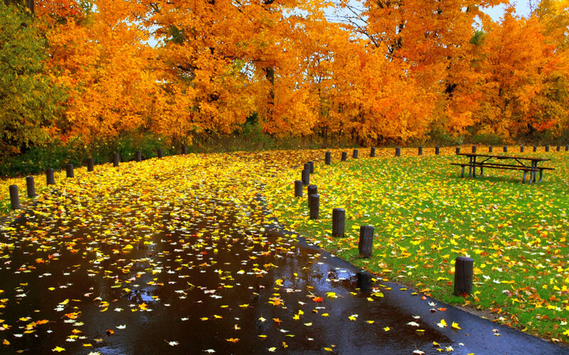 Autumn Leaves on Path — Orange