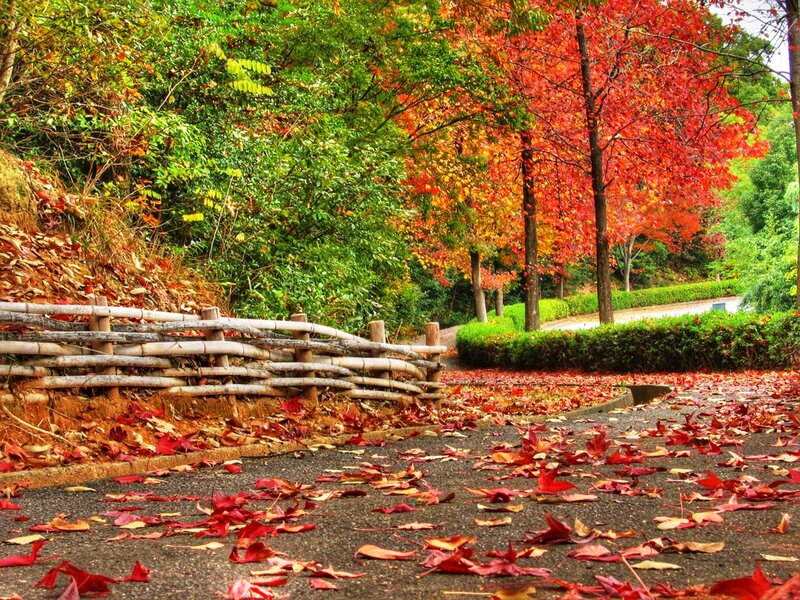 Autumn Leaves on Path — Red, Serene