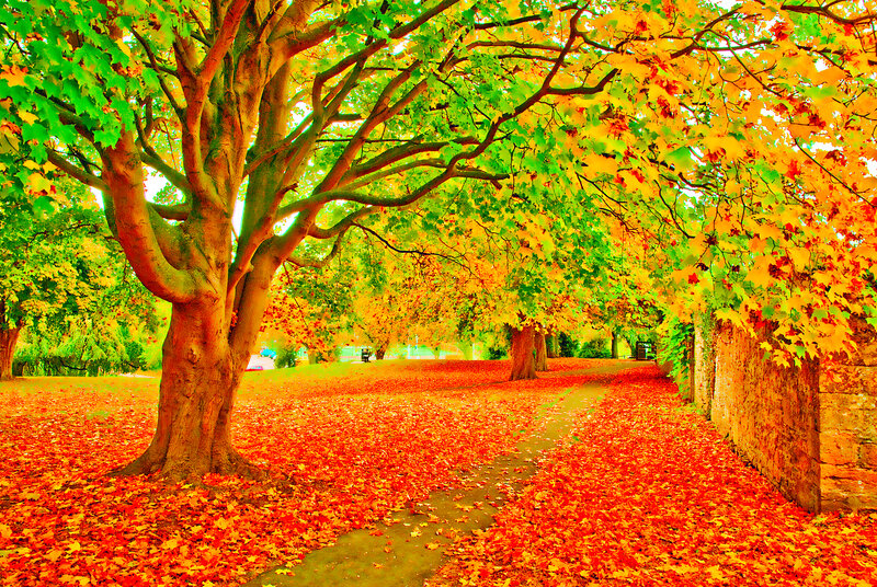 Autumn Leaves on Path — Red