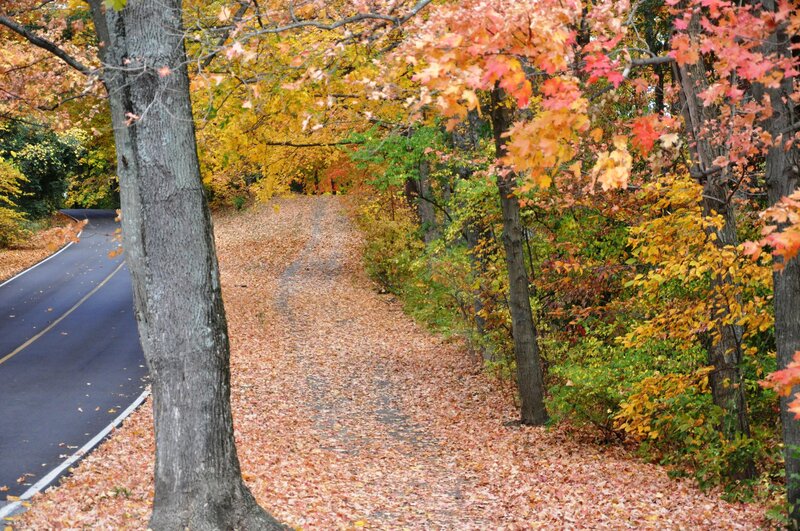 Autumn Leaves on Path