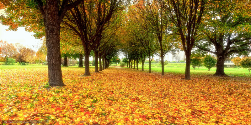 Autumn Leaves on Path — Yellow, Serene, Photograph