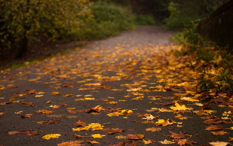 Autumn Leaves on Path — Yellow, Serene