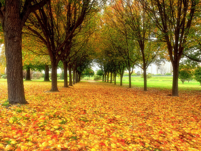 Autumn Leaves on Path — Yellow