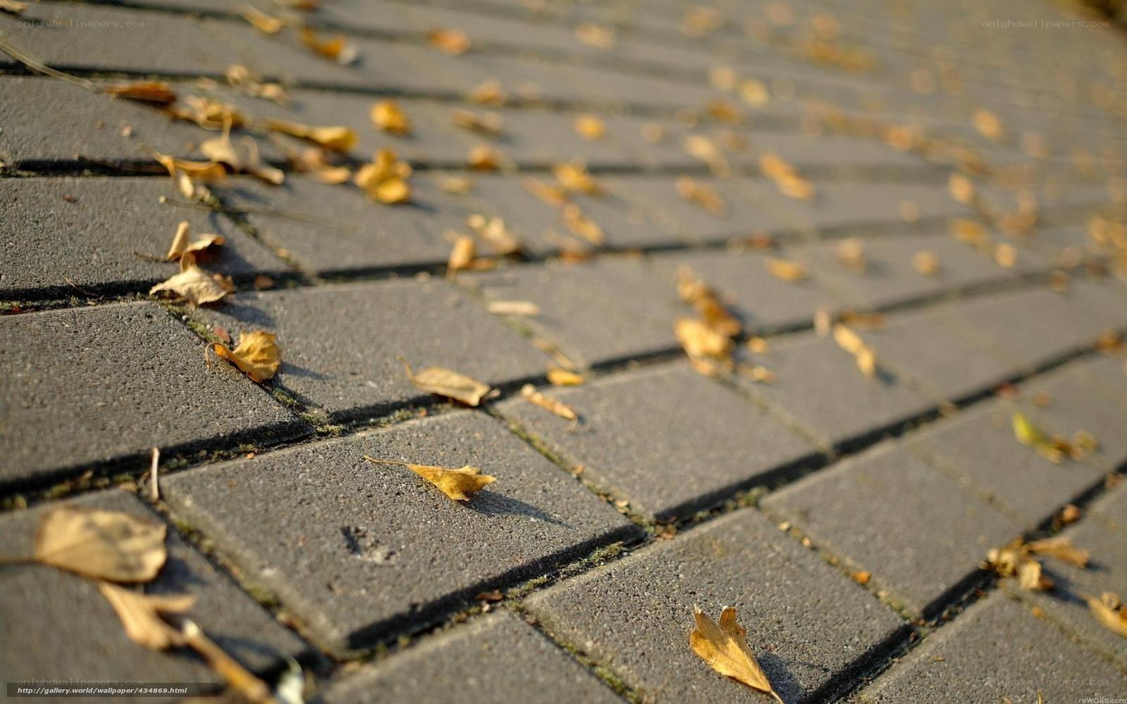 Autumn leaves on pavement
