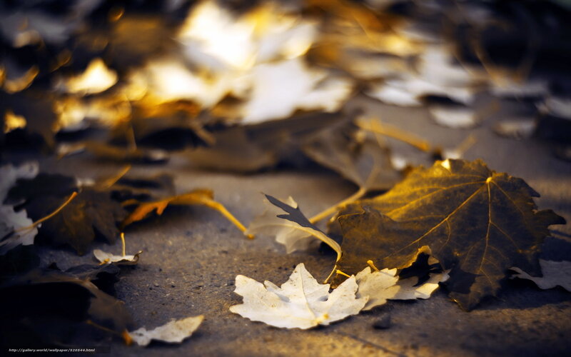 Autumn leaves on pavement