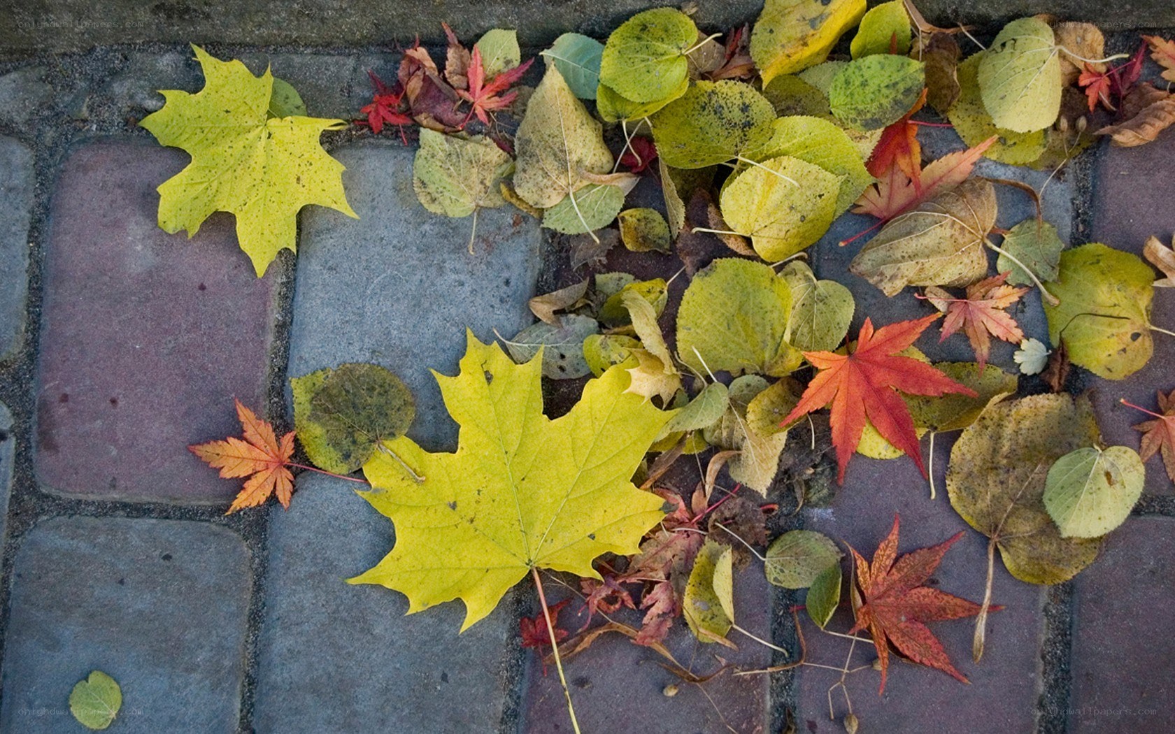 autumn leaves on pavement