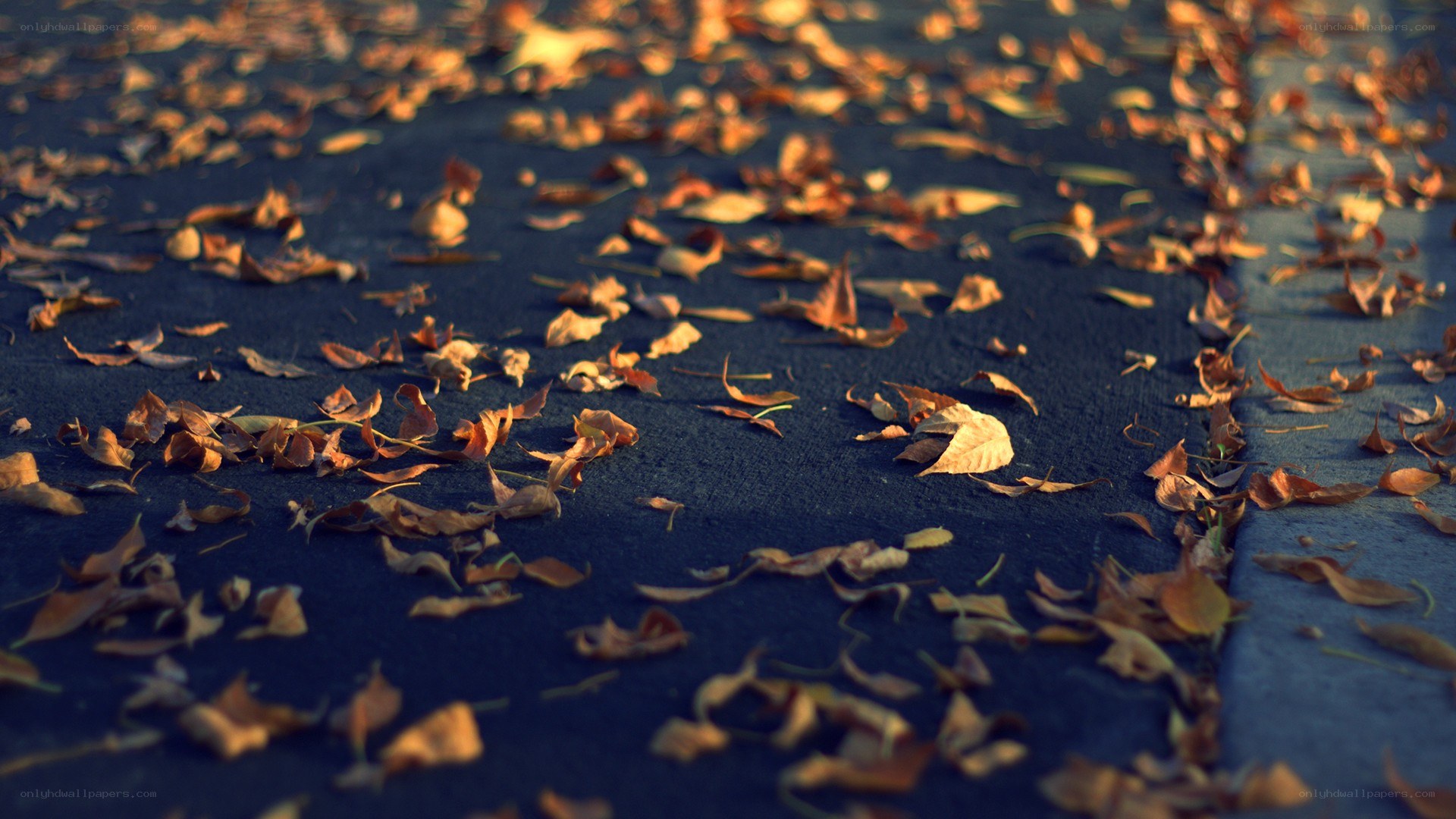 autumn leaves on pavement