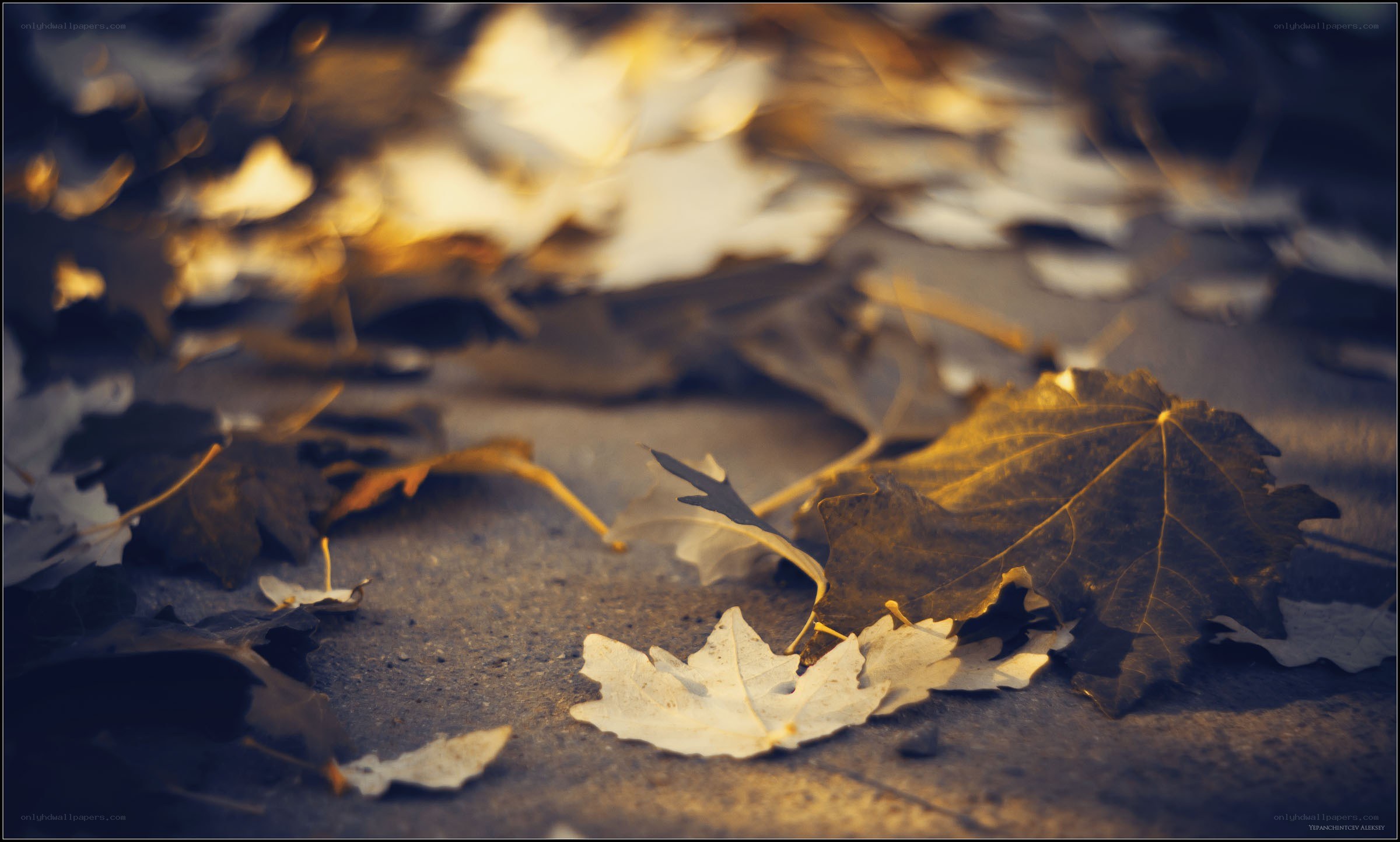 Autumn leaves on pavement