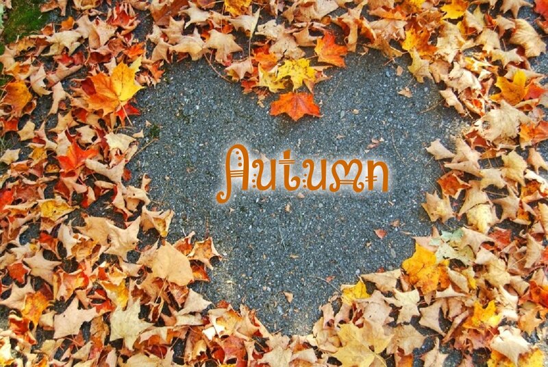 Autumn Leaves on Pavement — Brown