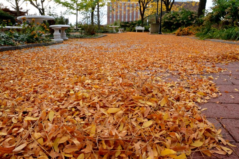Autumn Leaves on Pavement — Orange, Calm