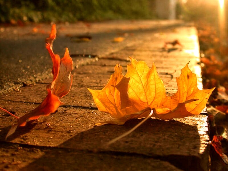 Autumn Leaves on Pavement — Orange, Serene