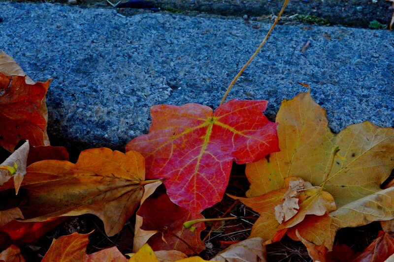 Autumn Leaves on Pavement — Red