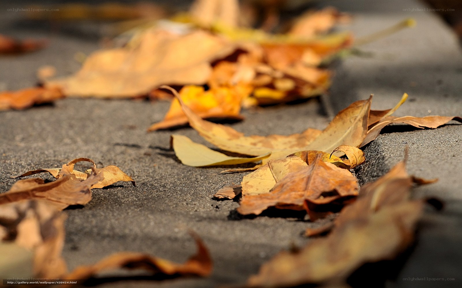 Autumn leaves on pavement