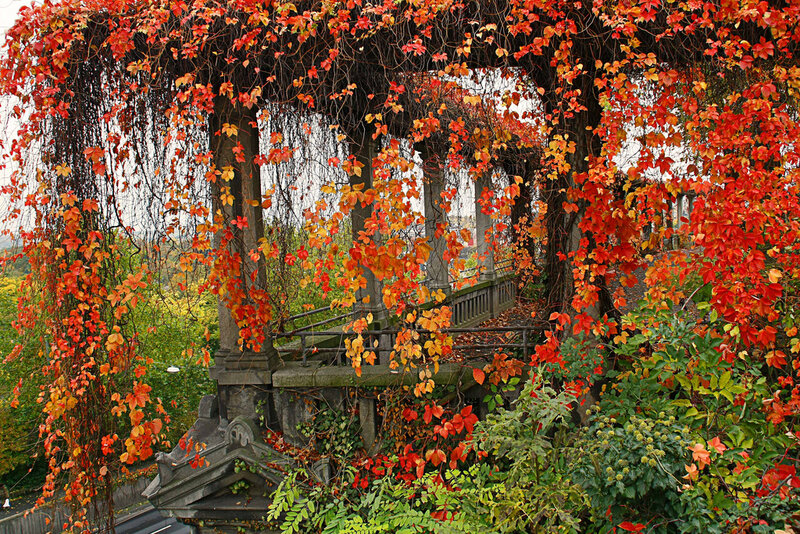Autumn Leaves on Pergola