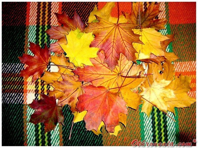 Autumn Leaves on Plaid