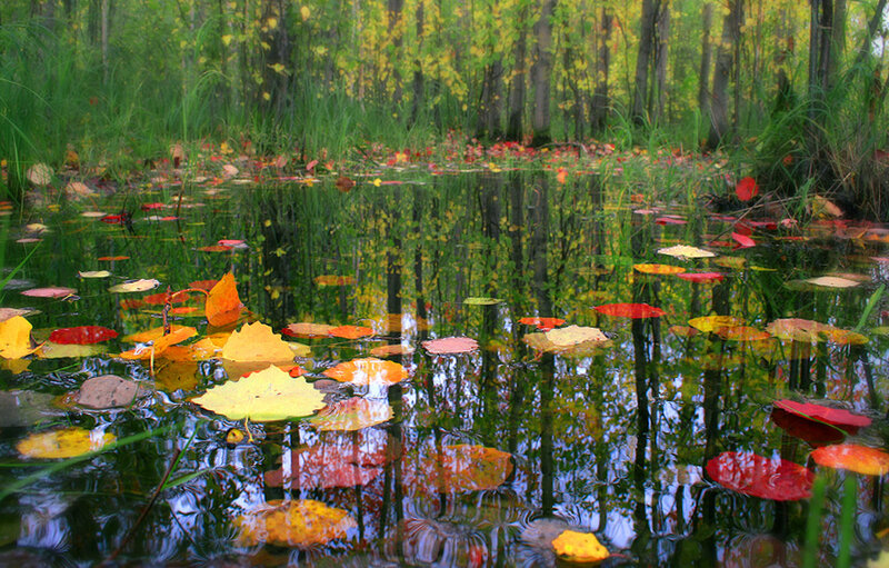 Autumn Leaves on Pond — Green