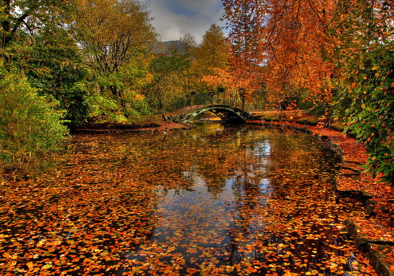 Autumn Leaves on Pond — Orange, Serene