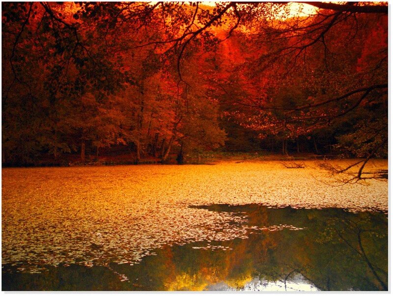 Autumn Leaves on Pond — Red, Serene, Photograph