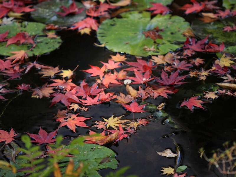 Autumn Leaves on Pond