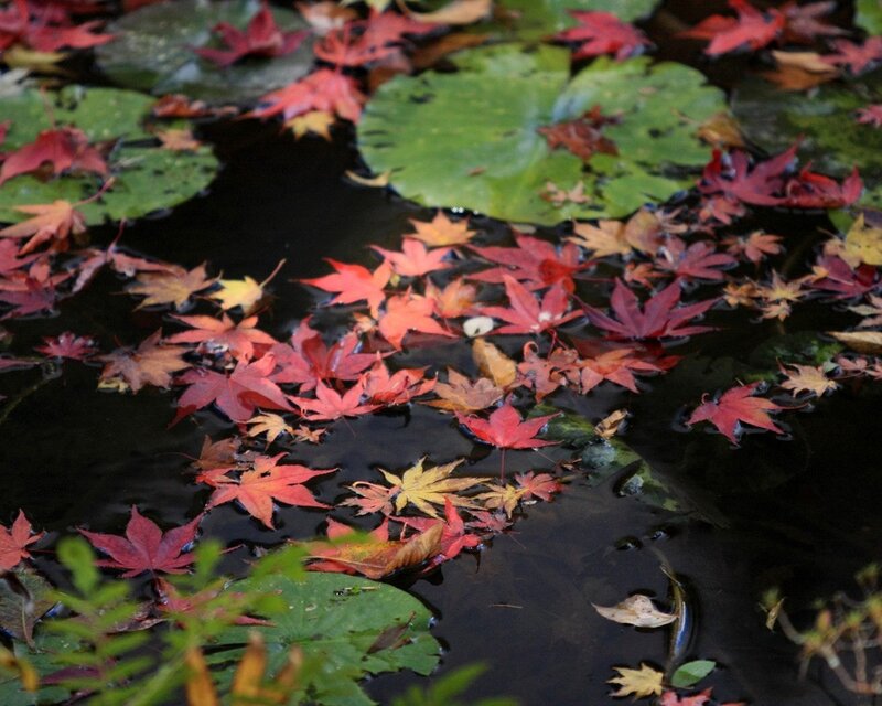 Autumn leaves on pond water