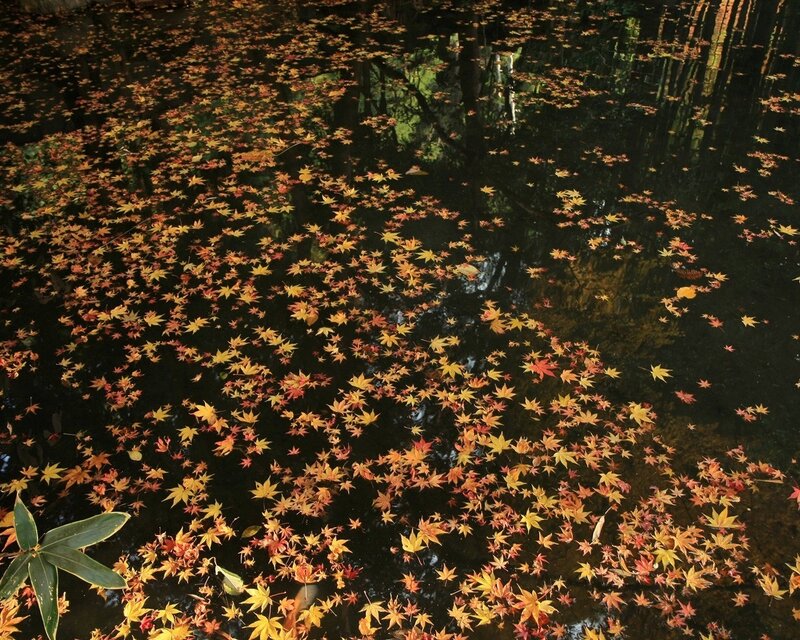 Autumn leaves on pond water